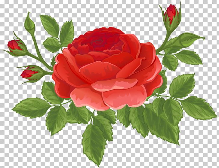 Garden Roses Centifolia Roses PNG, Clipart, Blog, Bud, Centifolia Roses, China Rose, Clip Art Free PNG Download