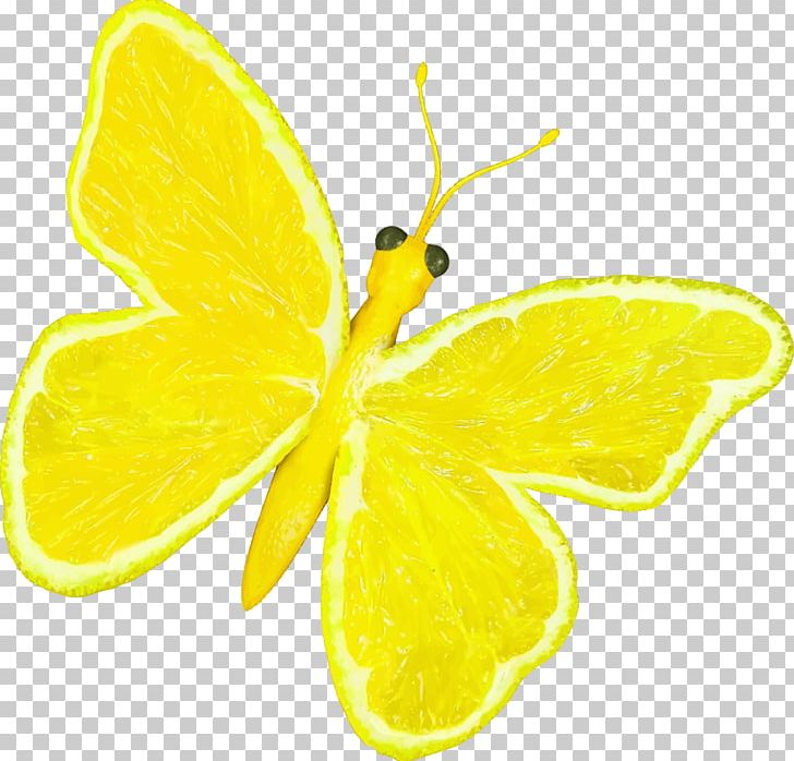 Monarch Butterfly Orange Papilio Demoleus PNG, Clipart, Brush Footed Butterfly, Butterfly, Citric Acid, Citrus, Desktop Wallpaper Free PNG Download