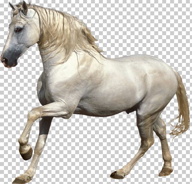 Mustang Stallion Foal Pony White Horse PNG, Clipart, Abraxas, Animal, Animal Figure, Blog, Cheval Free PNG Download
