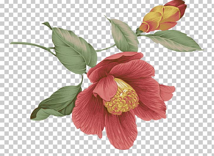 Floral Design Flower Pattern PNG, Clipart, Art, Cut Flowers, Design Pattern, Download, Floral Design Free PNG Download