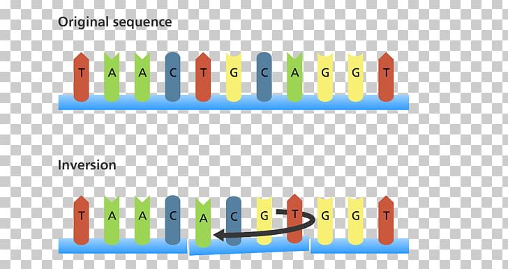 Point Mutation Biology DNA Genetics PNG, Clipart, Adenine, Biology, Brand, Cell, Chromosomal Inversion Free PNG Download