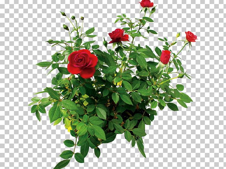 Tamil YouTube Love Poetry PNG, Clipart, Annual Plant, Balcony Plants Decoration 18 0 1, Boyfriend, China Rose, Cut Flowers Free PNG Download
