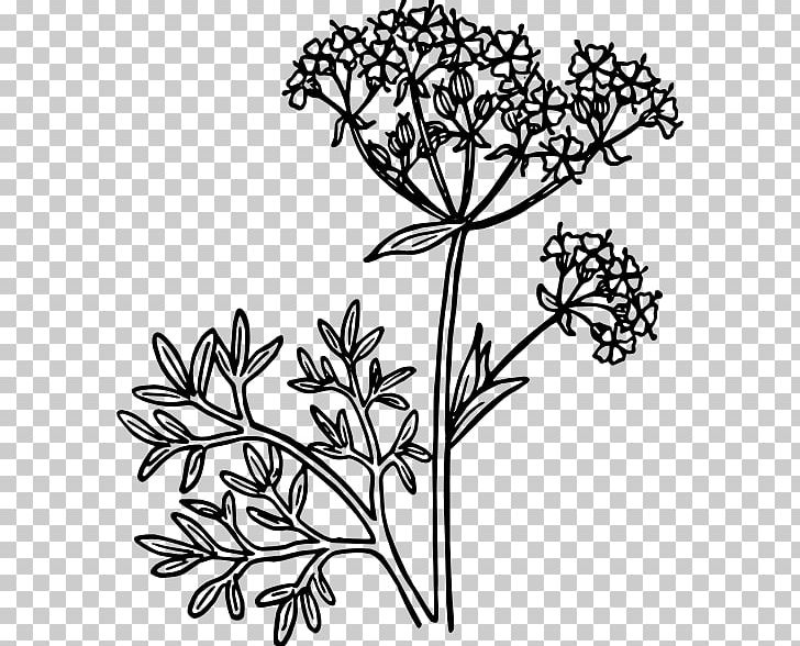 Anise Line Art PNG, Clipart, Anise, Art, Black And White, Branch, Cut Flowers Free PNG Download