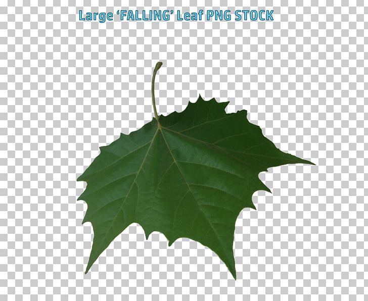 Artist All Of Me PNG, Clipart, All Of Me, Art, Artist, Big Leaves, Deviantart Free PNG Download