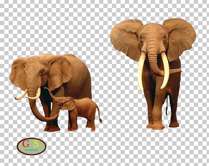 Elephant Giraffe Desktop Kruger National Park PNG, Clipart, Africa, African Elephant, Animal, Animals, Desktop Wallpaper Free PNG Download