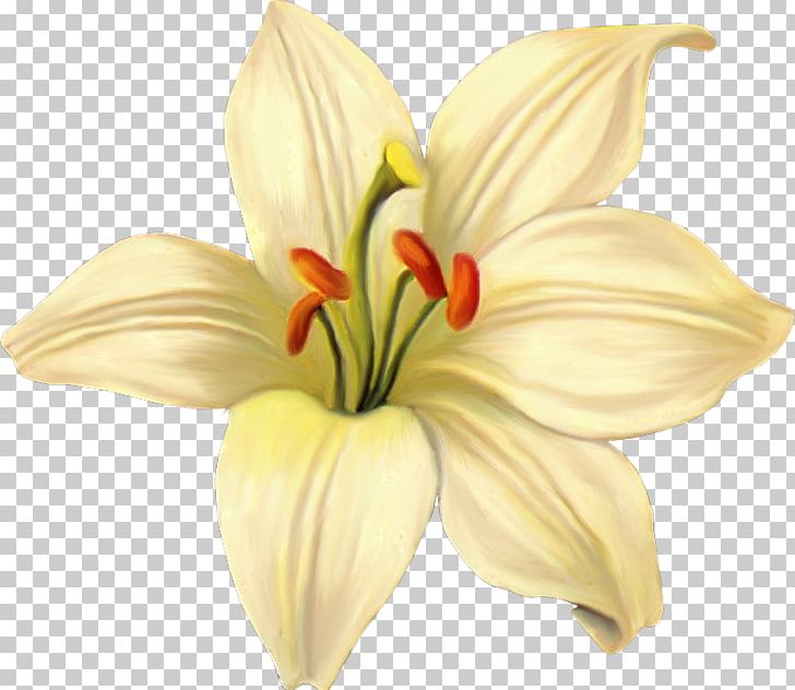 Lilium Photography PNG, Clipart, Albom, Daffodil, Download, Drawing, Encapsulated Postscript Free PNG Download