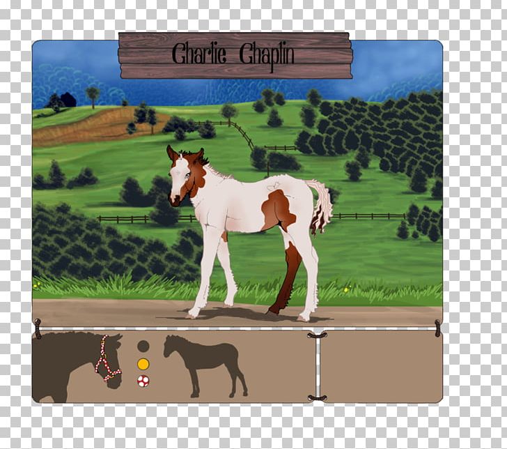 Mustang Foal Stallion Mare Colt PNG, Clipart,  Free PNG Download