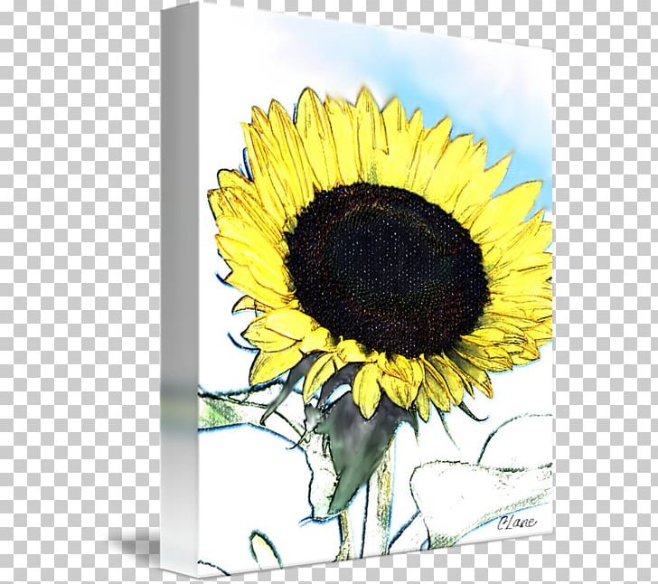 Common Sunflower Sunflower Seed Sunflower M Greeting & Note Cards PNG, Clipart, Common Sunflower, Daisy Family, Flower, Flowering Plant, Greeting Free PNG Download