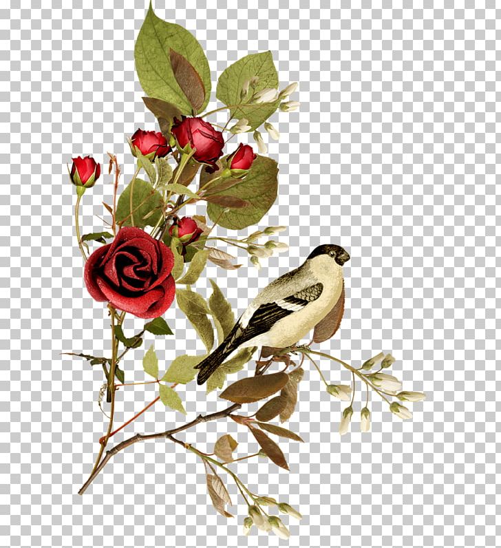 Garden Roses Paper PNG, Clipart, Bird, Branch, Cut Flowers, Flower, Flower Arranging Free PNG Download