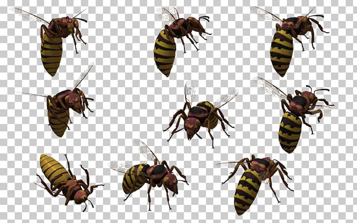 Honey Bee Insect Wasp Oriental Hornet PNG, Clipart, Animal, Arthropod, Asian Giant Hornet, Asian Hornet, Baldfaced Hornet Free PNG Download