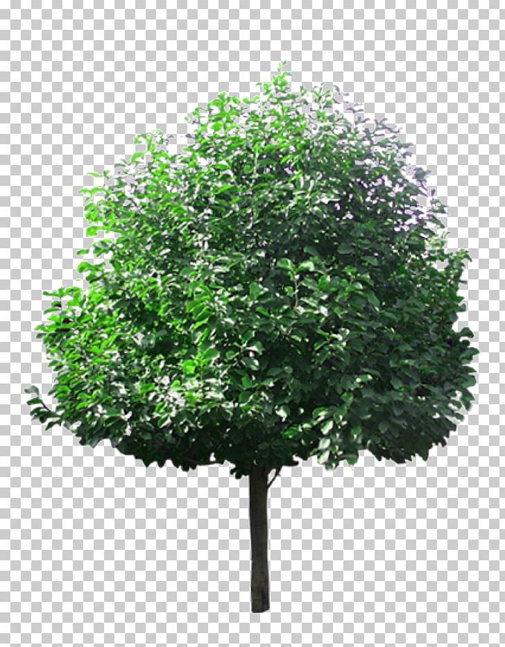 Tree Lindens PNG, Clipart, Autumn Tree, Big, Big Tree, Branch, Branches Free PNG Download