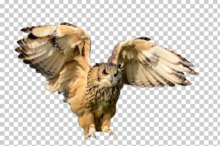 Bird Of Prey Flight Owl PNG, Clipart, Animals, Beak, Bird, Bird Flight, Bird Of Prey Free PNG Download