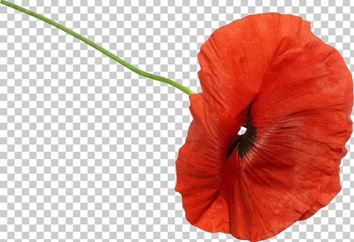 Common Poppy Flower PNG, Clipart, Animation, Cartoon, Common Poppy, Coquelicot, Encapsulated Postscript Free PNG Download