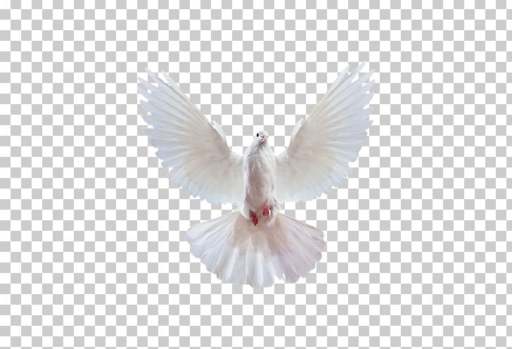 Domestic Pigeon Columbidae Release Dove Squab Stock Dove PNG, Clipart, Beak, Bird, Columbidae, Domestic Pigeon, Dove Png Free PNG Download