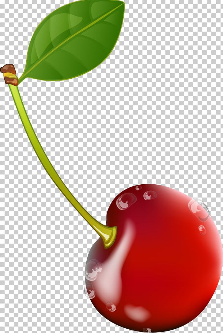 Cherry Drawing Red PNG, Clipart, Cartoon, Cartoon Fruit, Cerise, Cherry, Cherry Blossom Free PNG Download