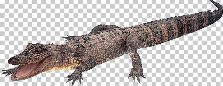 Crocodile PNG, Clipart, Crocodile Free PNG Download