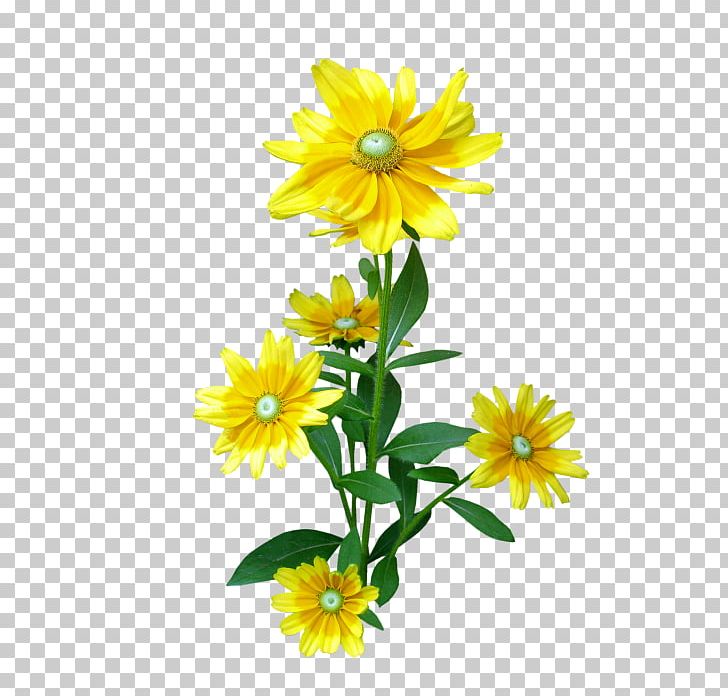 Flower PNG, Clipart, Blog, Chamaemelum Nobile, Chrysanthemum Chrysanthemum, Chrysanthemums, Daisy Family Free PNG Download