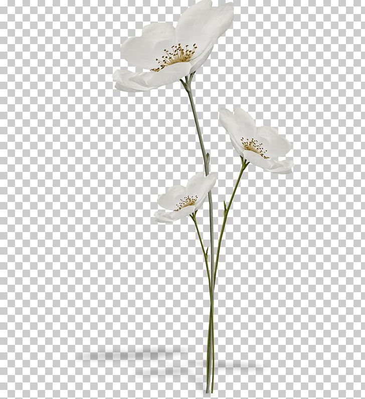 Flower Still Life Photography PNG, Clipart, Clip Art, Cut Flowers, Drawing, Flower, Flowering Plant Free PNG Download