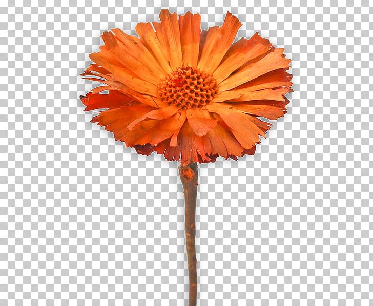 Transvaal Daisy Cut Flowers Plant Stem Petal PNG, Clipart, Cut Flowers, Daisy Family, Flower, Flowering Plant, Gerbera Free PNG Download