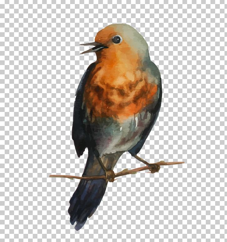 European Robin Bird Drawing Paper PNG, Clipart, Animals, Beak, Bird, Birds, Drawing Free PNG Download