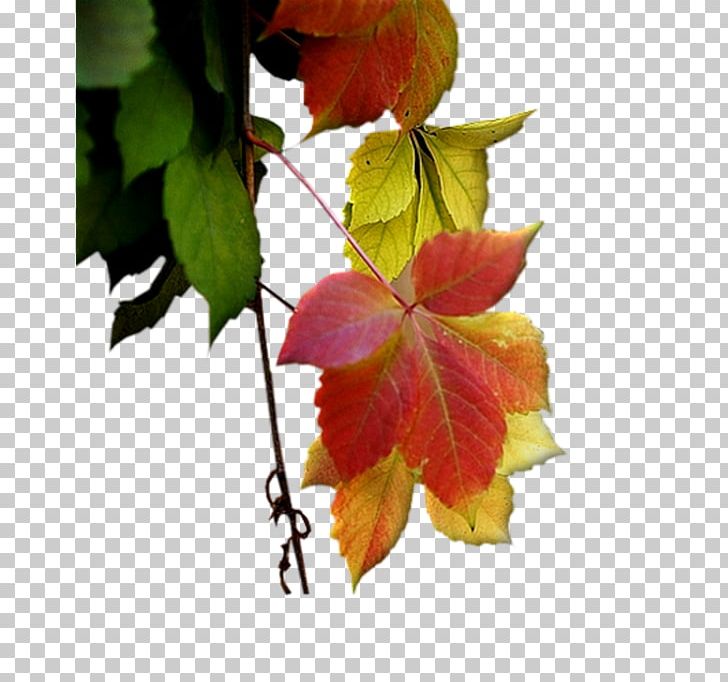 Leaf Autumn Petal Deciduous PNG, Clipart, Autumn, Branch, Deciduous, Faq, Flower Free PNG Download