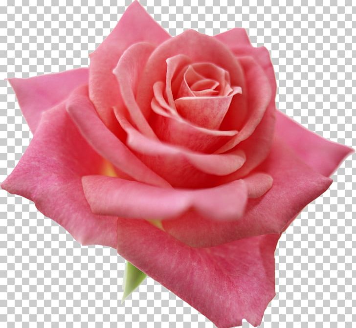 Light Best Roses Beach Rose Pink Desktop PNG, Clipart, Background Light, Beach Rose, Best Roses, Blue Rose, China Rose Free PNG Download