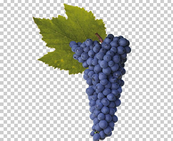 Sultana Shiraz Grape Wine Rotundone PNG, Clipart, Alcoholic Drink, Berry, Cabernet, Common Grape Vine, Fermentation Free PNG Download