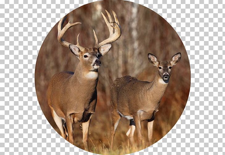 White-tailed Deer Elk Deer Hunting Mule Deer PNG, Clipart, Animals, Antelope, Antler, At 3, Bev Free PNG Download
