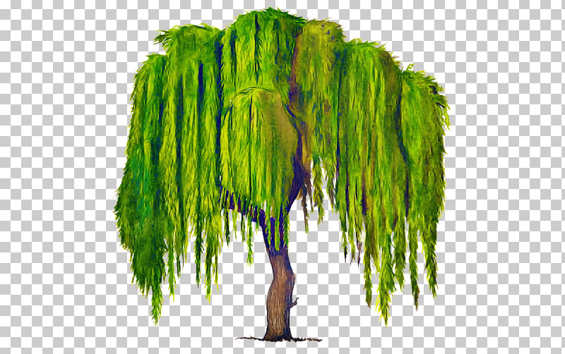 Green Tree Willow Plant Woody Plant PNG, Clipart, Green, Plant, Tree, Willow, Woody Plant Free PNG Download