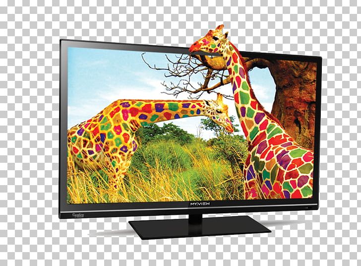 Giraffe Color Desktop Display Resolution PNG, Clipart, Animals, Color, Color Image, Computer Monitor, Desktop Wallpaper Free PNG Download
