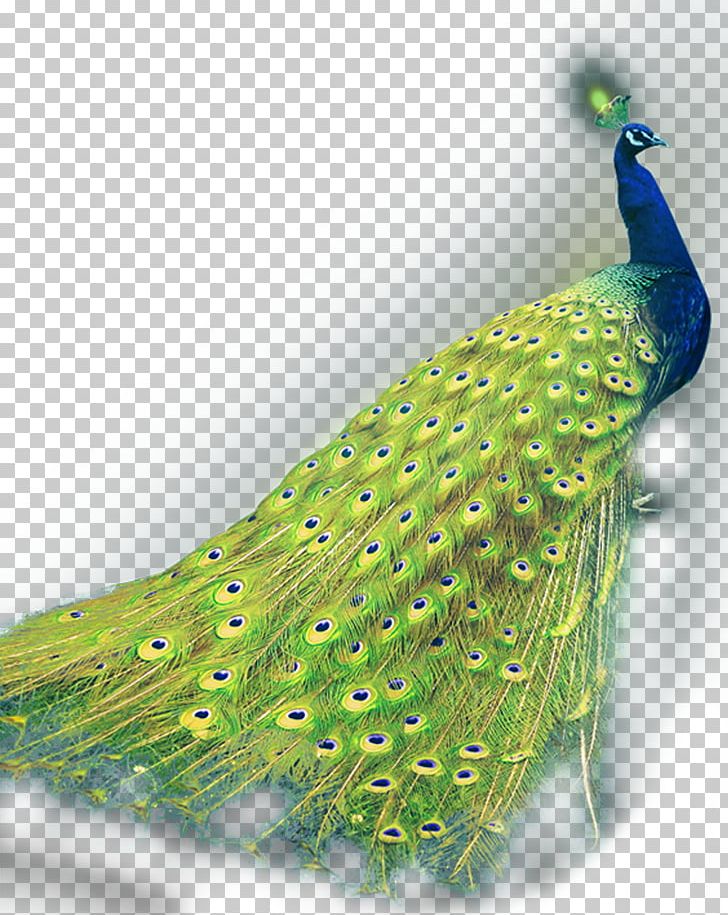 Green Peafowl Asiatic Peafowl PNG, Clipart, Advertising, Animals, Asiatic Peafowl, Background Green, Beak Free PNG Download