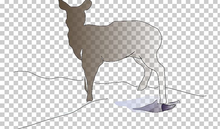 White-tailed Deer Mammal Reindeer PNG, Clipart, Animal, Antelope, Antler, Cattle Like Mammal, Deer Free PNG Download