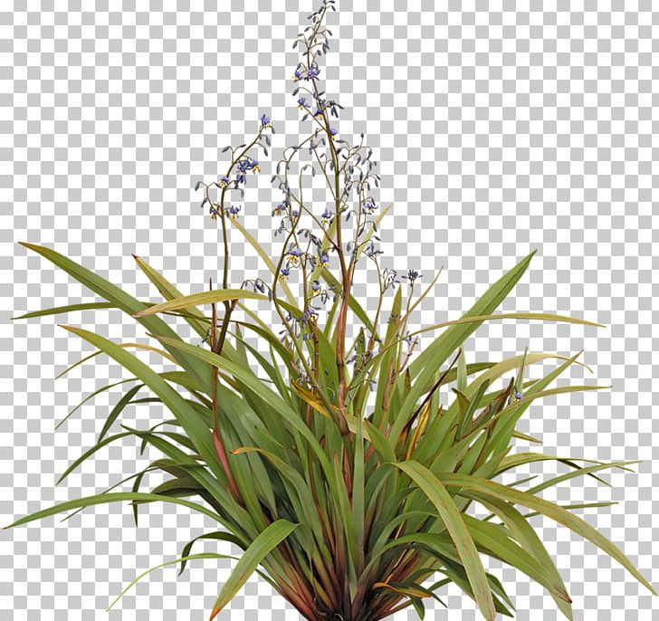 Flax Lilies Plant Dianella Tasmanica Shrub Tree PNG, Clipart, Acmena, Dianella Tasmanica, Flax, Flax In New Zealand, Flax Lilies Free PNG Download