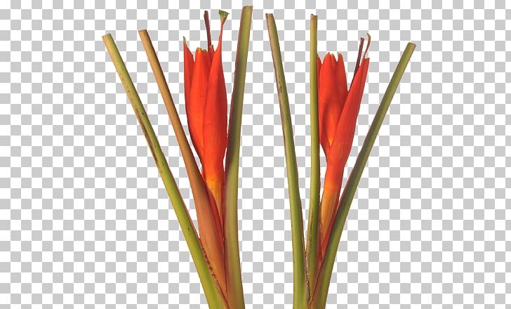 Plant Stem Heliconia Chartacea Bird Of Paradise Flower Heliconia Bihai PNG, Clipart, Banana, Bird Of Paradise Flower, Cut Flowers, Flower, Flowering Plant Free PNG Download