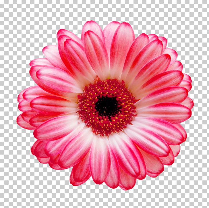 Transvaal Daisy Pink Flowers Common Daisy Rose PNG, Clipart