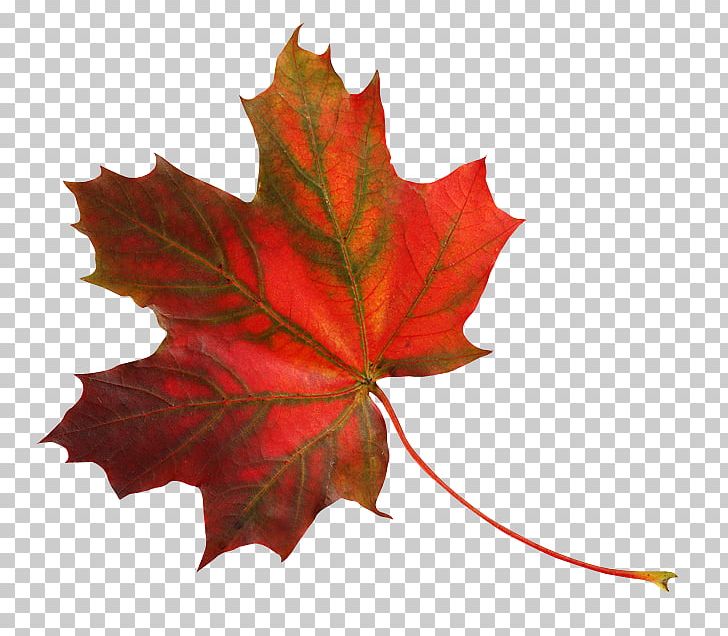 Maple Leaf Raster Graphics Editor PNG, Clipart, Autumn, Digital Image, Drawing, Flowering Plant, Leaf Free PNG Download