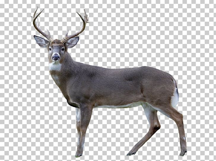 White-tailed Deer Reindeer Antler Animal PNG, Clipart, Animal, Animals, Antler, Deer, Fauna Free PNG Download