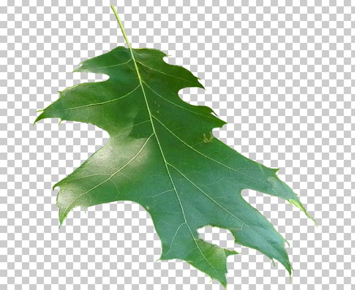 Family Plane Trees Leaf PNG, Clipart, Family, Leaf, People, Plane Tree Family, Plane Trees Free PNG Download