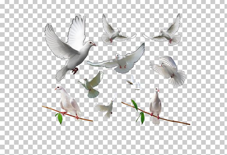 Homing Pigeon Columbidae Computer File PNG, Clipart, Animals, Beak, Bird, Blue, Branch Free PNG Download