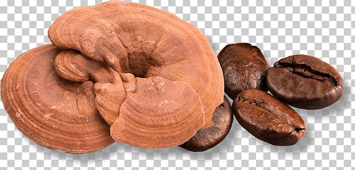 Lingzhi Mushroom Fungus Edible Mushroom Herb PNG, Clipart, Chinese Herbology, Disease, Edible Mushroom, Food, Fungus Free PNG Download