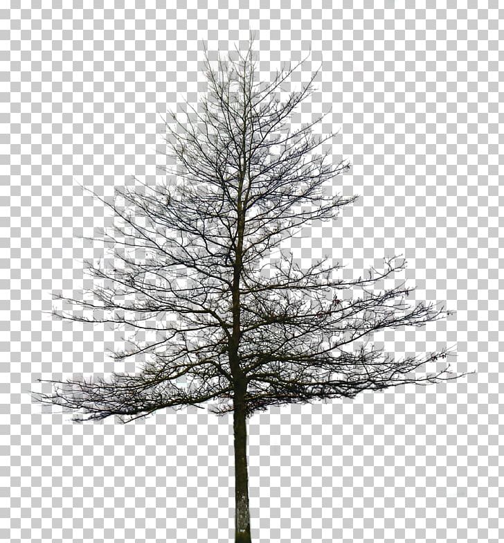 Populus Nigra Tree Pine Shrub PNG, Clipart, Alpha Compositing, Architectural Rendering, Black And White, Branch, Christmas Tree Free PNG Download