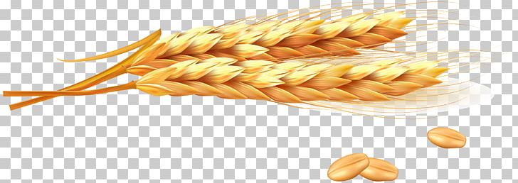 Wheat Ear Photography Illustration PNG, Clipart, Cereal, Chaff, Commodity, Cuisine, Food Free PNG Download