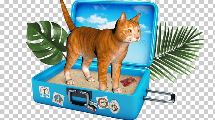 Whiskers Airplane Cat Kitten Animal PNG, Clipart, Airplane, Airport, Animal, Box, Carnivoran Free PNG Download