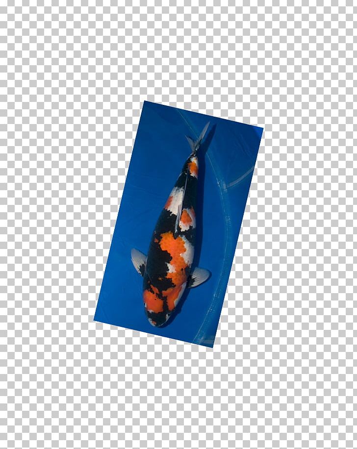 Koi PNG, Clipart, Electric Blue, Koi, Others, Silkworm Free PNG Download