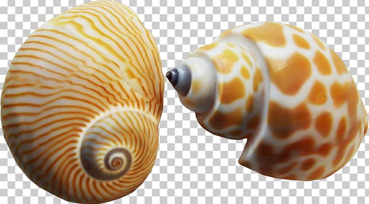 Seashell Nautilidae Conchology Painting Mollusc Shell PNG, Clipart, Art, Beach, Beach Elements, Cartoon Conch, Conch Free PNG Download