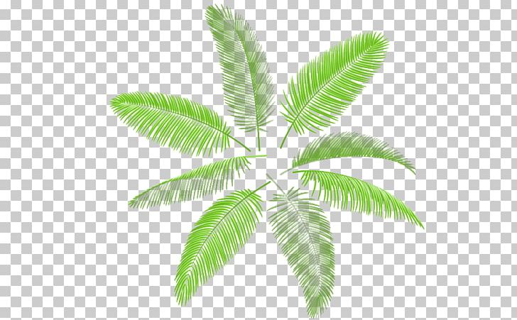 Leaf Arecaceae Palm Branch Illustration PNG, Clipart, Branch, Coconut, Coconut Leaf, Coconut Tree, Decoration Free PNG Download