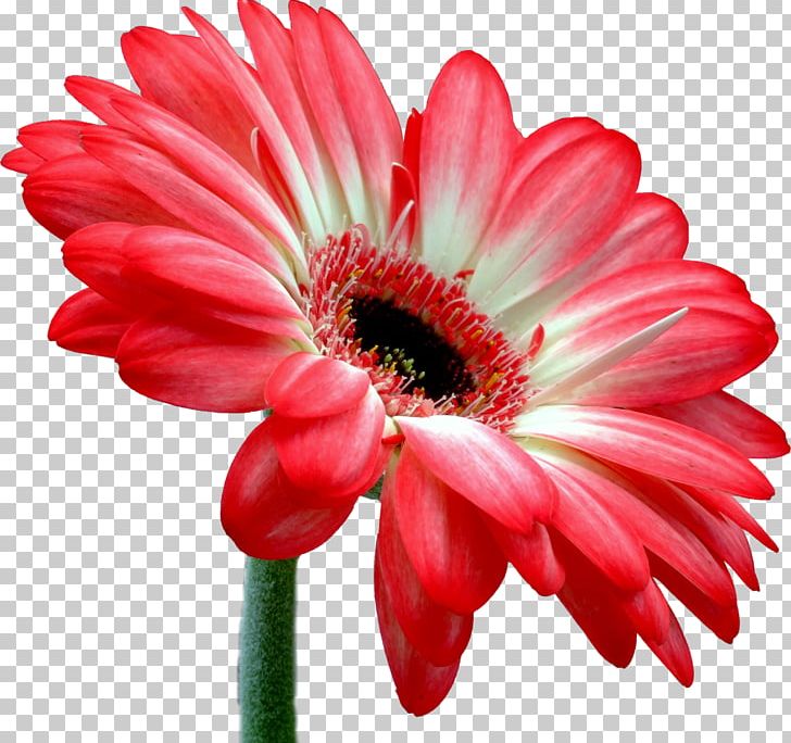 Transvaal Daisy Flower Bouquet Cut Flowers Bloemisterij PNG, Clipart, Annual Plant, Argyranthemum Frutescens, Bloemisterij, Chrysanthemum, Chrysanths Free PNG Download