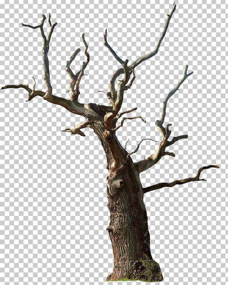 Tree Snag Branch PNG, Clipart, Branch, Clip Art, Dead, Death, Drawing Free PNG Download