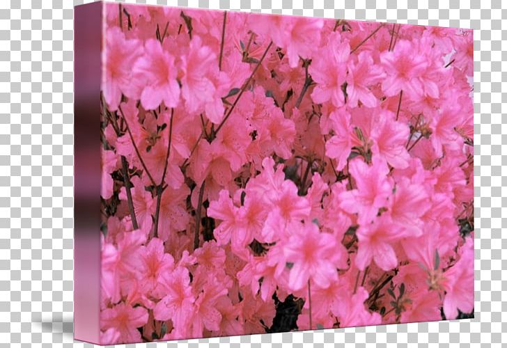 Azalea Rhododendron Cherry Blossom Pink M PNG, Clipart, Azalea, Blossom, Branch, Branching, Cherry Free PNG Download