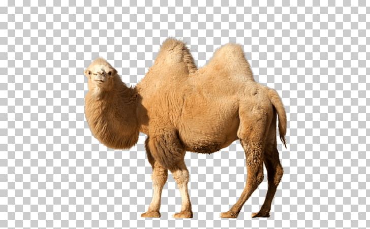 Bactrian Camel Dromedary PNG, Clipart, Animals, Arabian Camel, Bactrian Camel, Camel, Camel Like Mammal Free PNG Download